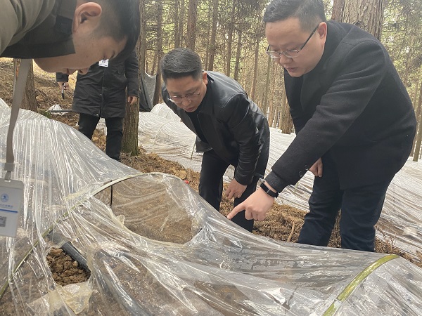 銅仁城交集團黨委委員、副總經理趙天勇一行赴石阡縣檢查羊肚菌基地種植情況